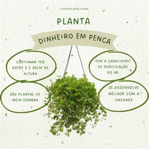 Planta Dinheiro Em Penca Veja Como Cuidar E Seu Significado