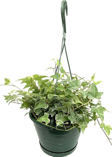 Variegated English Ivy Hanging Basket Live Plant In An 8