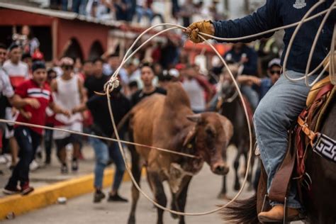 Embalse De Toros En Tlacotalpan Regresa A Veracruz A Estado De