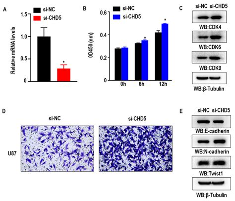 Ijms Free Full Text Pan Cancer Analysis Identifies Chd5 As A Potential Biomarker For Glioma