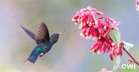 Todo Sobre Los Colibríes De Ecuador Owi Phototours