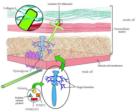 Muscular Dystrophy - Causes, Types, Symptoms, Prognosis, Treatment