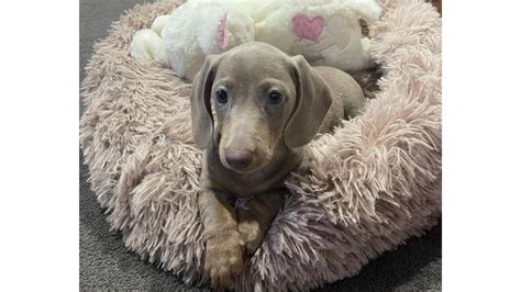 Isabella Dachshund: Everything You Need To Know