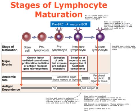 Immunology Exam 2 Lecture 10 Lymphocyte Development And Ag Receptor