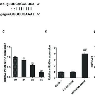 Mir A Targeted The Pten In Osteoclasts A The Potential Binding