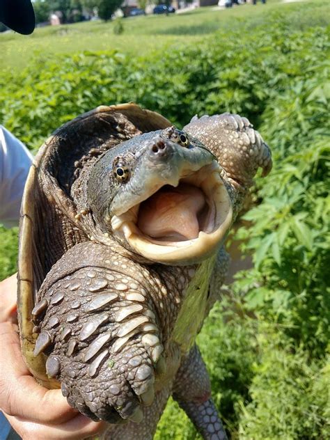 Smiling Turtle