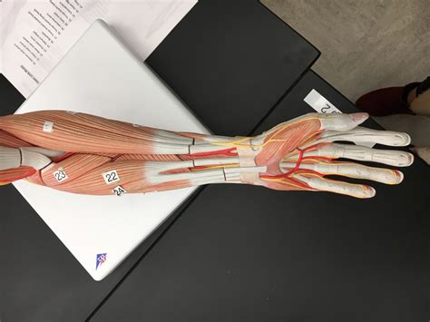 Muscles Of Upper Limb Diagram Quizlet