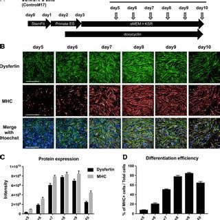 Protein Expression In Myocytes Derived From Control Induced Pluripotent