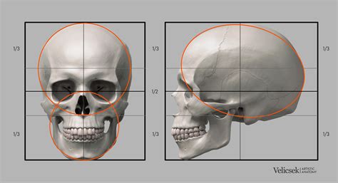 gusztav velicsek proportions guide   human skull