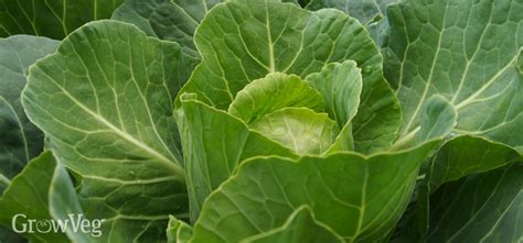 How to Maximize Your Spring Cabbage Harvest