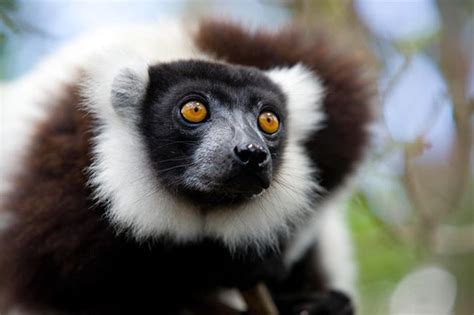 Lemur Nat Geo Wild Natgeowild Instagram Photos And Videos