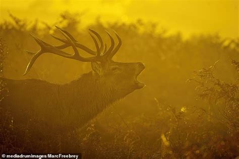 Stag Gering Beautiful Images Capture Bellowing Stags Roaring In