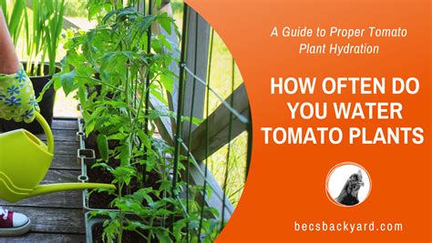 How Often Do You Water Tomato Plants A Guide To Proper Tomato Plant