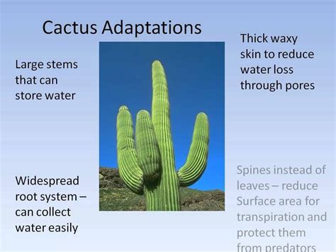 Adaptation In Desert Plants Examples How Are Desert Plants Adapted To