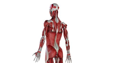 Female body skeleton muscles 3D model - TurboSquid 1524131