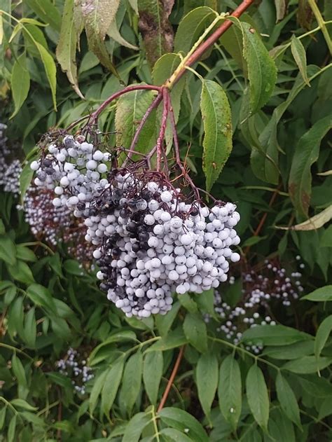 Sambucus Caerulea Seed Blue Elderberry Twining Vine Garden