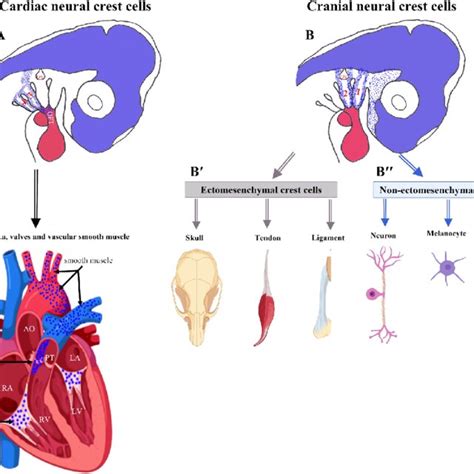 Derivatives Of Cardiac And Cranial Neural Crest Cells A Cardiac Ncs Download Scientific