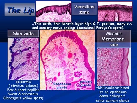 Junctions In The Oral Mucosa