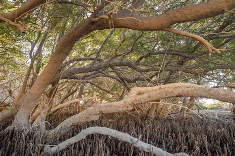 White Mangrove Avicennia Marina Red Sea Creatures