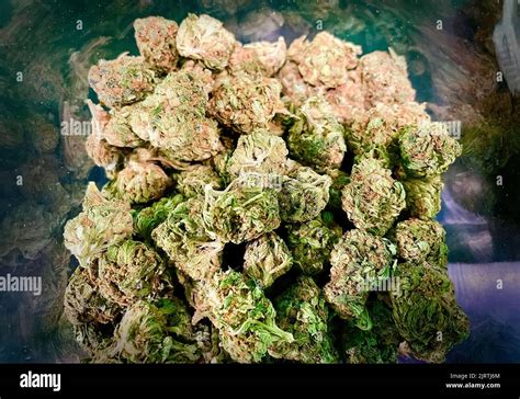 Cannabis medical Marijuana CBD flower buds at dispensary Stock Photo ...