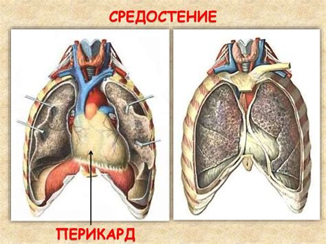 Строение сердца - презентация онлайн