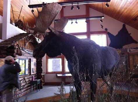 Moose Visitor Center Picture Of State Forest State Park Walden