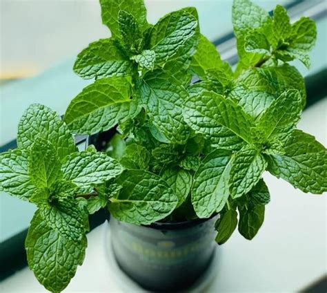 Esta Planta No Puede Faltar En Tu Casa Bien De Salud