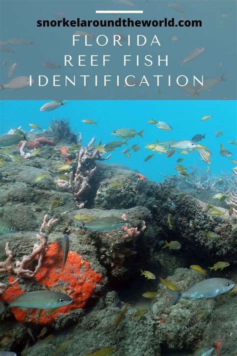 Florida Reef Fish Identification With Names Photos