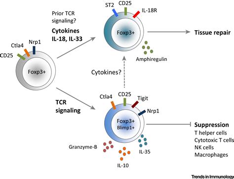 The Regulatory T Cell Jack Of All Trades Trends In Immunology