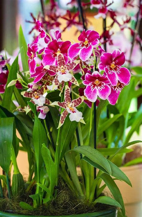 17 Most Beautiful Purple Orchid Varieties | Balcony Garden Web