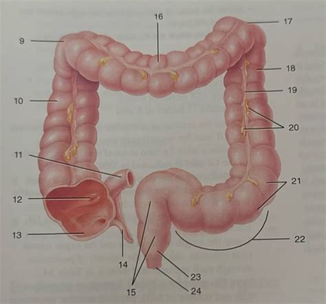 Large Intestine Flashcards Quizlet