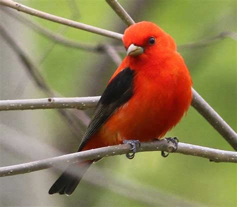 Wisconsin's Birds in a Changing Climate — Madison Audubon