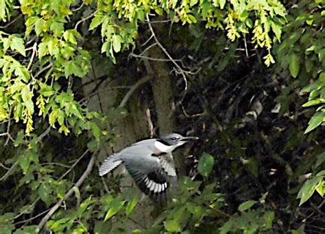 Belted Kingfisher Migration | IUCN Water