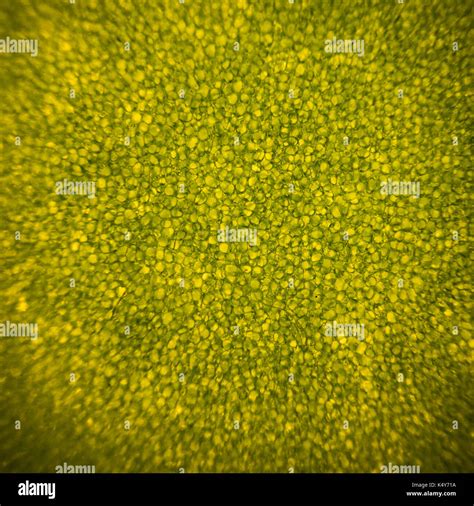 Planta de hoja bajo el microscopio fotografías e imágenes de alta