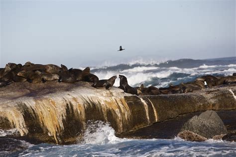Seal Island Sights And Attractions Project Expedition