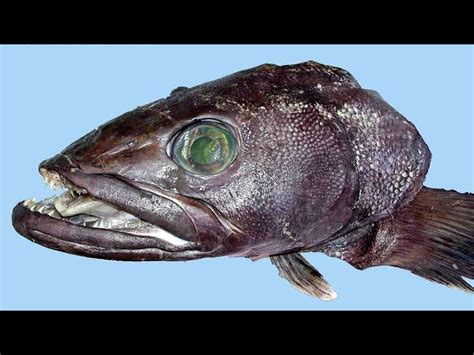 Antarctic Toothfish