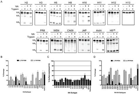 Analysis Of Trypsin Mediated Cleavage Activation Of HA In The Absence