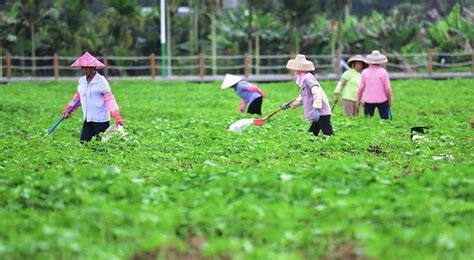 China pone al desarrollo del agro como objetivo político prioritario