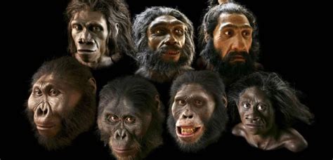 Hominid Evolution Smithsonian