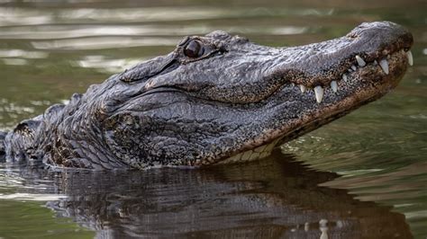 Beloved 11-and-a-half foot alligator 'Okefenokee Joe' dies | wtsp.com