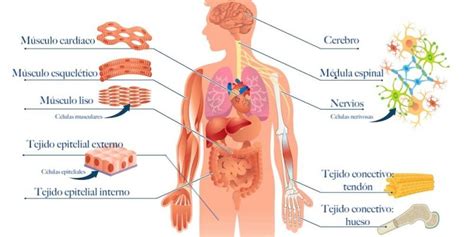 Principales Tejidos Del Cuerpo Humano Y Sus Funciones Dinami