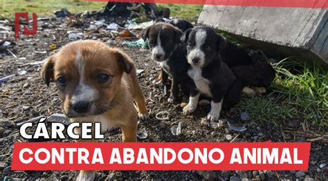 Proponen hasta 10 de años de cárcel para quien abandone animales de