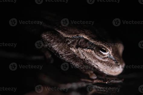 pine woods tree frog dryophytes femoralis  stock photo  vecteezy