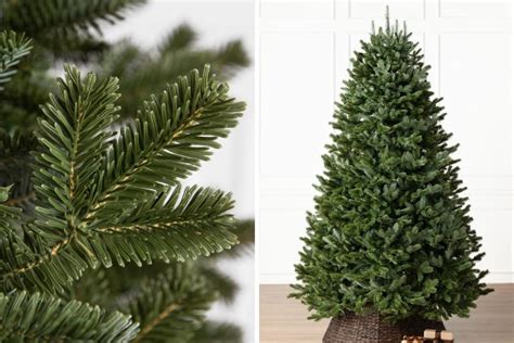 Types Of Christmas Trees Differences Of Spruce Vs Pine Vs Fir Tree