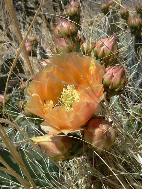 Pricklypears Genus Opuntia Rich Kahl Flickr