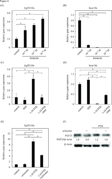 The Regulation Of Fibroblast Growth Factor 23 Fgf23 By The Download Scientific Diagram