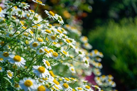 Feverfew: planting, care & uses - Plantura