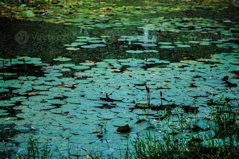 Water Lily Pond In Summer Time 13050112 Stock Photo At Vecteezy