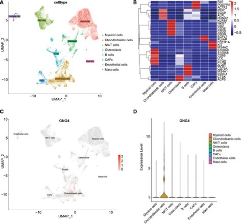 Scrna Seq Analysis Of The Gse162454 Dataset A Umap Plot Of Different