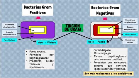 Cocina Retener Campo De Minas Diferencias Entre Las Bacterias Gram